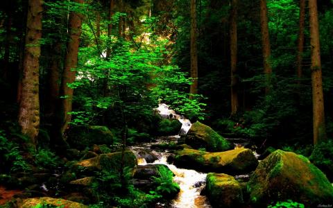 自然，森林，河流