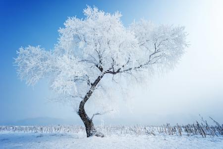 性质，树，冬天，雪