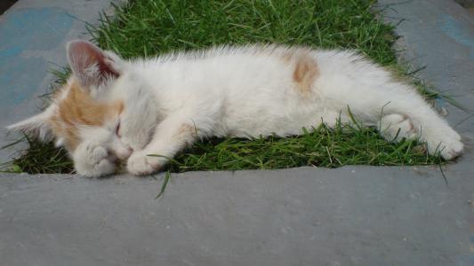 睡觉，婴儿睡在草地上，白色的猫