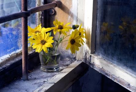 窗口，玻璃，鲜花