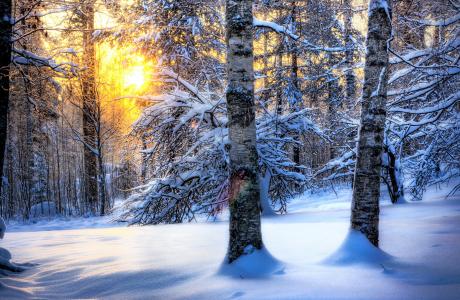 自然，太阳，雪，森林，冬天