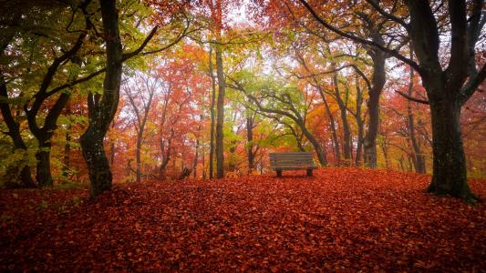 秋天，性质，叶子，树木