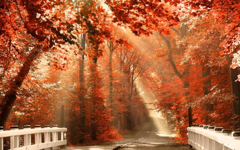 秋天，叶子，森林，光，路，雾，光线