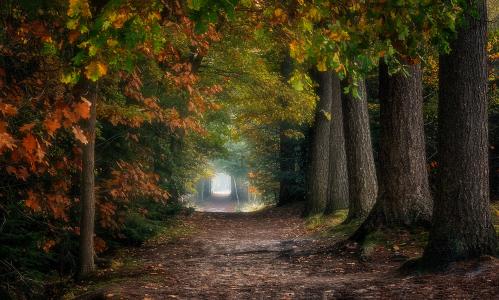 性质，秋季，森林，树木，路，雾