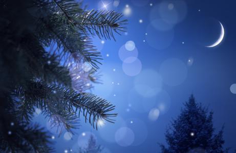 冷杉，分支，枞树，针，晚上，散景，月，新年，圣诞节