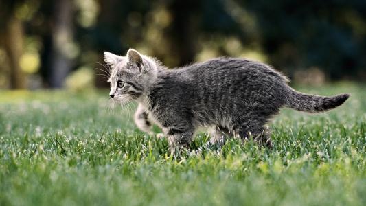 灰色的猫，走在草地上，蓬松