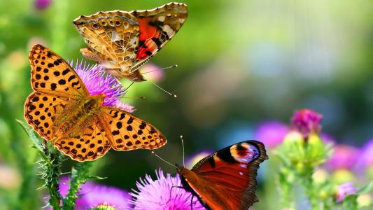 蝴蝶，鲜花，夏天，性质，背景，心情