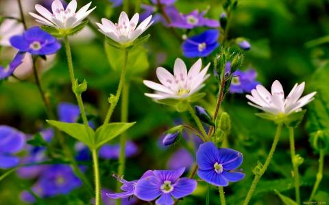 花，白色，蓝色