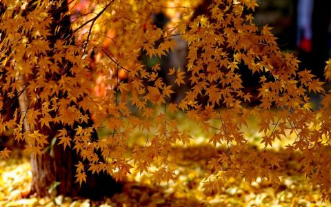 金色的秋天，叶子，性质，树木，光