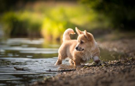 尼科尔Trenker，动物，狗，小狗，威尔士科基犬，自然，溪流，水