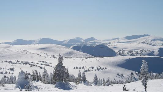丘陵，在雪地里的枞树，白色的寿衣
