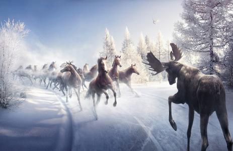 麋鹿，路，马，雪，冬天，枞树，鸟