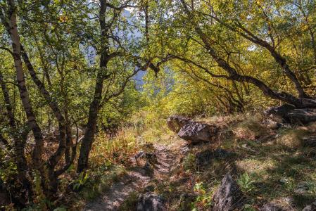 森林，石头，步道，秋天，阿迪苏，舍甫琴科尤里