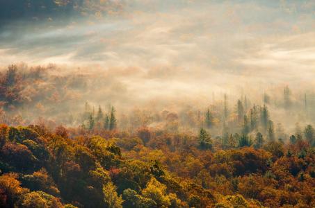 秋天，早晨，森林，雾，美丽