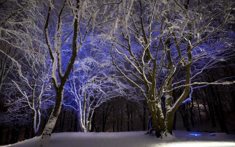 霓虹灯，树木，冬天，森林，夜，自然，雪