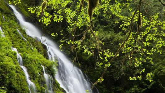 瀑布，绿色的树叶，嘈杂的水