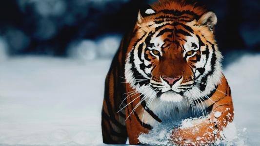 虎，冬天，猫，捕食者，雪，美丽，宏观照片