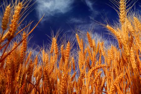 小麦，小穗，耳朵
