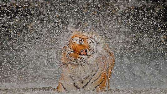 老虎，水，喷雾，酷，美容，猫，积极