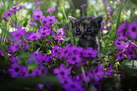 小猫，看，花，脸