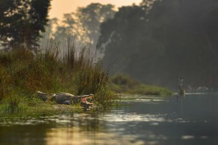 自然，尼泊尔，河，鳄鱼，捕食者，岸，口，森林，树，船，男子