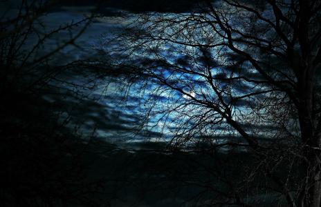 树，月亮，夜晚，天空，云，剪影