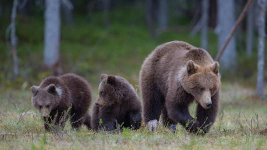 彼得Grischott，动物，掠食者，三只熊，熊，熊，幼崽，幼崽，性质