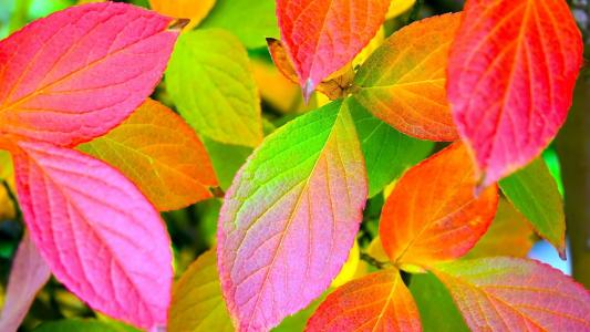 五颜六色的树叶，秋天的暴动