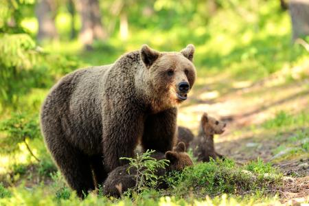 动物，捕食者，熊，熊，小熊，幼崽，森林，自然，草，结算