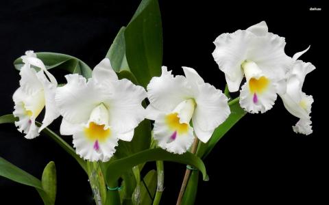 花，orquideas