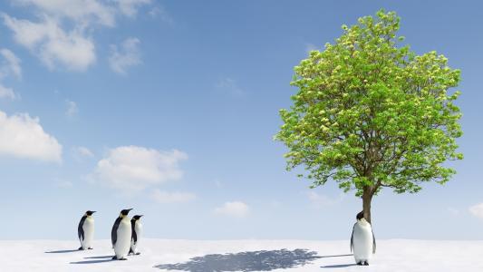 企鹅，雪，灰色的皮毛大衣，绿树
