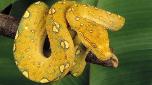 黄色的蛇，扭曲的分支，绿叶