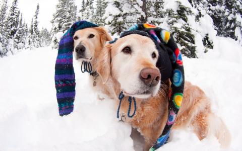 狗，帽子，冬天