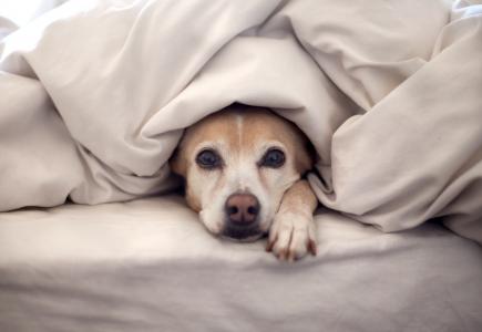 床，毯子，看，狗