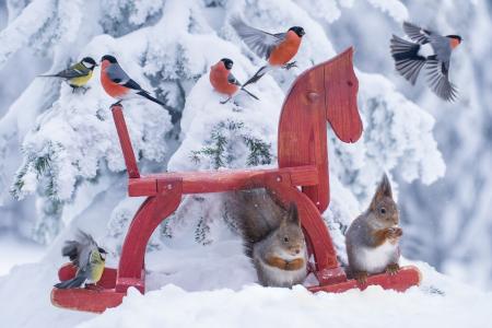 冬天，自然，松鼠，世界鸟，山雀，红腹灰雀