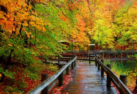 秋天，公园，桥，桥，雨后，叶子