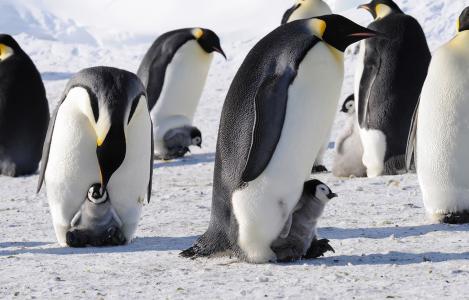 企鹅，帝国，南极