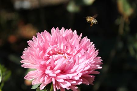 粉红色，蜜蜂，宏