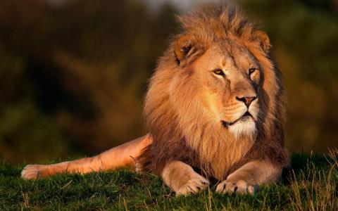 狮子，雄伟，国王，野猫