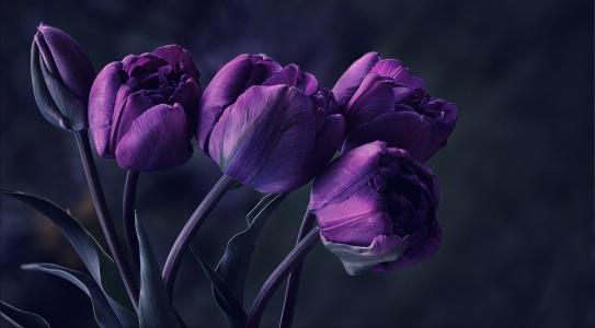 鲜花，郁金香，紫罗兰色，黑暗的背景，宏