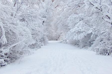 冬天，雪，树木，树枝