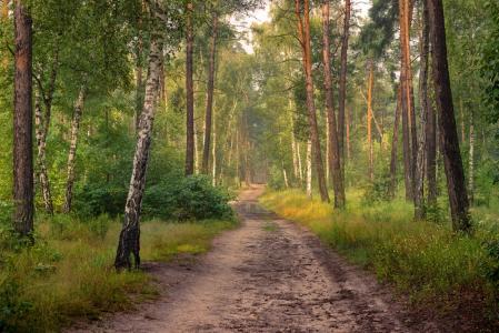 七月，夏天，森林，步道，雾，桦树，Galansovskaya Oksana