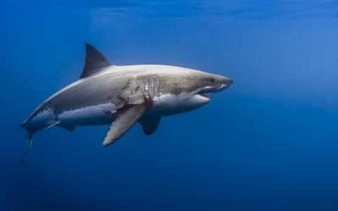 鲨鱼，白鲨，照片，在水之下