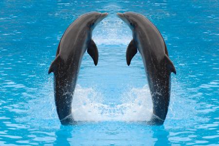 海豚，两个，动物