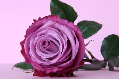 紫罗兰色，玫瑰，花，玫瑰，花，紫色，紫色