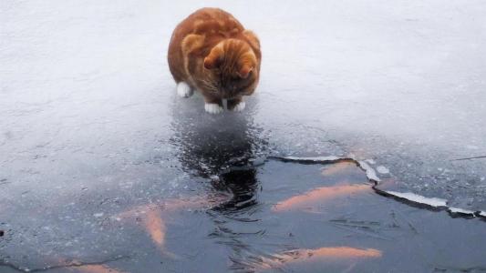 猫，渔夫，冰，鱼