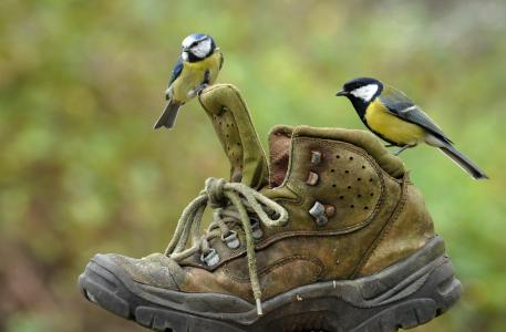世界鸟类，鸟类，山雀，情侣，鞋子