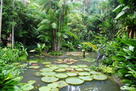 新加坡，植物园，池塘