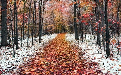 性质，道路，秋季，森林，树木，叶子，雪