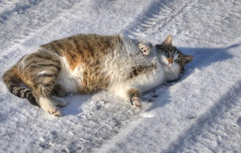 冬天，雪，猫，美女，酷